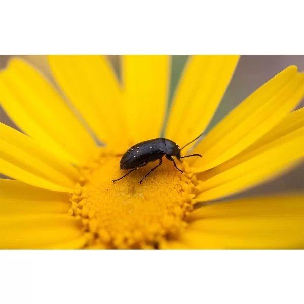 Universal Lenses for Smartphone Pictar Smart 16 mm Macro