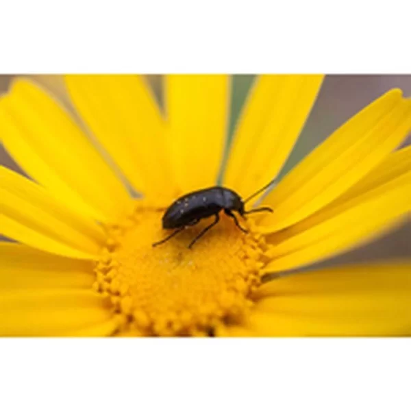 Universal Lenses for Smartphone Pictar Smart 16 mm Macro